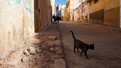 猫にかまれて狂犬病に感染、モロッコへの渡航者死亡　英当局