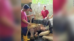 マレーシアで飼育のスマトラサイ、最後の雄が死ぬ　絶滅危機に