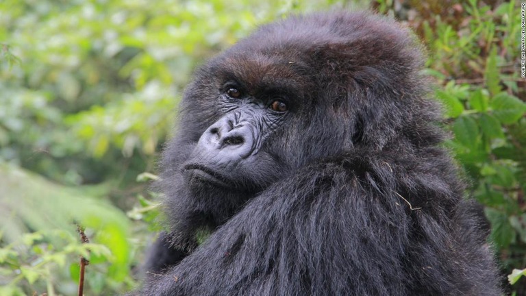 ２０１５年８月に撮影された「ポピー」の写真/ Courtesy The Dian Fossey Gorilla Fund 