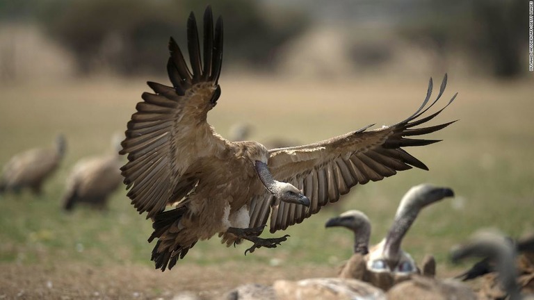 絶滅の恐れのあるハゲワシ５００羽以上が、密猟者の仕込んだ毒によって死んだという/MUJAHID SAFODIEN/AFP/Getty Images
