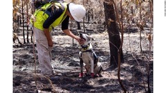 森林火災の現場で「コアラ探知犬」が活躍　豪南東部