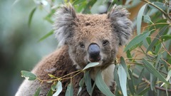森林火災で大量死、コアラ絶滅の危惧強まる　オーストラリア