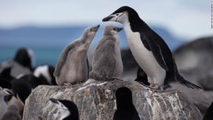 南極のペンギン、個体数激減　半世紀で７５％以上減ったコロニーも