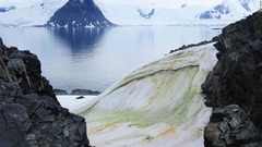 南極の雪が緑色に、藻の繁殖実態を調査　温暖化で範囲拡大も
