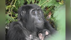 絶滅危惧種のゴリラにベビーブーム、赤ちゃん７頭誕生　ウガンダ