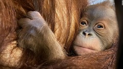 絶滅危惧種のオランウータンに赤ちゃん誕生、種の保全に期待　ベルギー