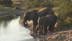 密猟容疑者、ゾウの群れに踏まれ死亡　南ア国立公園
