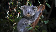 オーストラリア、コアラ保護に４年で４０億円支出　過去最大規模