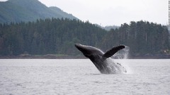 クジラが気候変動対策で重要な役割、炭素を貯蔵　米研究