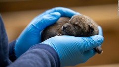 絶滅の危機にあるオオカミの赤ちゃん９頭が誕生　米ノースカロライナ州