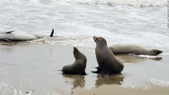 アシカやイルカが大量漂着、沖合で有害藻類が繁殖　米カリフォルニア州
