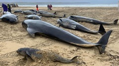 クジラの群れが集団座礁、５０頭以上死ぬ　英スコットランド