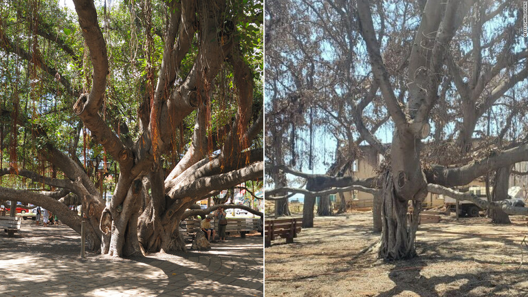 ２０１１年と２３年に撮影されたバニヤンの巨木の写真/Getty/Chris Imonti