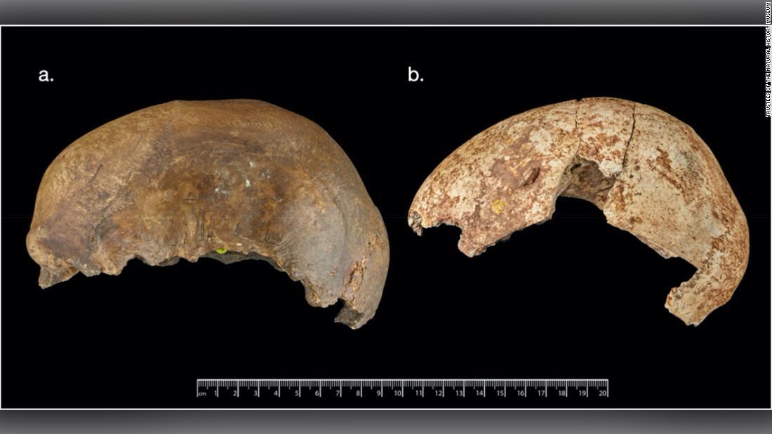かじられた跡のある人骨や意図的に砕かれたとみられる骨などは人肉食を示唆しているとみられる/Trustees of the Natural History Museum