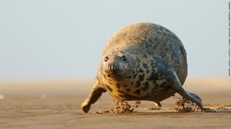 丸い体が浮き上がる勢いで英国の海岸を疾駆するハイイロアザラシ/Adrian Ślązok/Courtesy Comedy Wildlife Photography Awards