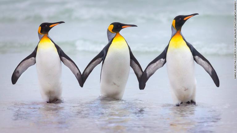 仲良く手をつないでいるように見えるフォークランド諸島のオウサマペンギン/Dario Podesta/Courtesy Comedy Wildlife Photography Awards