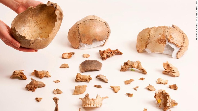 研究者らは以前から英国のゴフ洞窟でカップ形の頭蓋骨を発見していた/Derek Adams/Trustees of the Natural History Museum