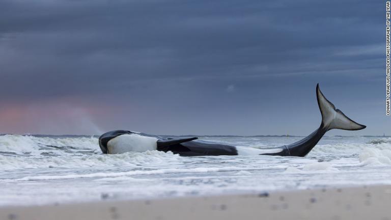 オランダの海岸に打ち上げられ、最期の時を迎えるシャチ。後の調べで重篤な栄養失調と体調不良に陥っていたことが分かった/Lennart Verheuvel/Wildlife Photographer of the Year