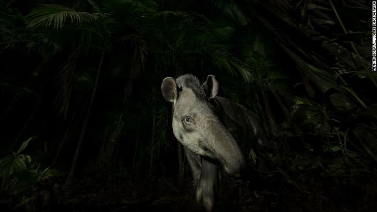 ブラジルの熱帯雨林から用心深く歩み出るアメリカバク/Vishnu Gopal/Wildlife Photographer of the Year