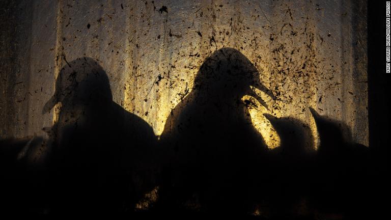 雛鳥の世話をするミツユビカモメの影が廃工場の窓に浮かび上がる＝ノルウェー/Knut Sverre Horn/Wildlife Photographer of the Year