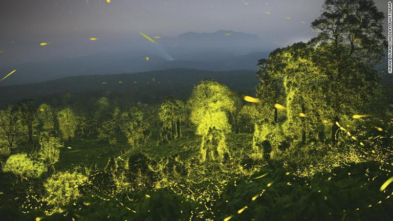 多重露光で撮影した印タミルナドゥ州の保護区を飛び交う蛍/Sriram Murali/Wildlife Photographer of the Year