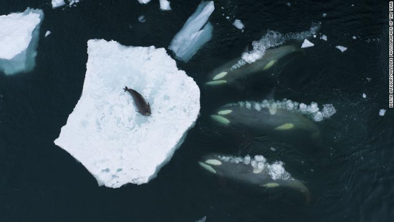 南極で氷上のアザラシを狙うシャチ。ドローンで撮影/Bertie Gregory/Wildlife Photographer of the Year