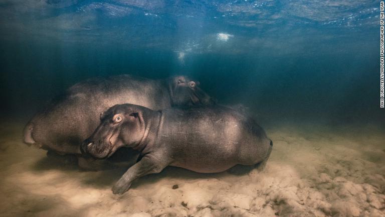 南アフリカにある湿地公園の水底でくつろぐカバ/Mike Korostelev/Wildlife Photographer of the Year