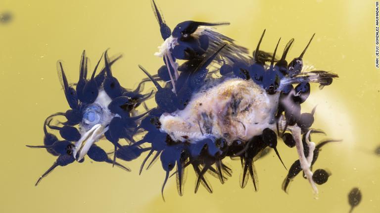 生まれてすぐ水に落ち、絶命したスズメにオタマジャクシが群がる/Juan Jesús Gonzalez Ahumada/Wildlife Photographer of the Year