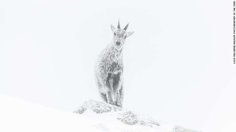 フレンチアルプスの白一色の世界に佇むアイベックス/Luca Melcarne/Wildlife Photographer of the Year