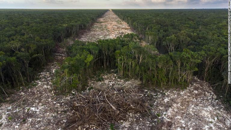 鉄道敷設のために伐採されたメキシコの森林/Fernando Constantino Martínez/Wildlife Photographer of the Year