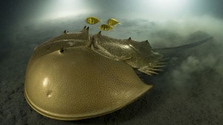 今年の野生生物写真家コンテストで大賞を受賞した海底のカブトガニの写真