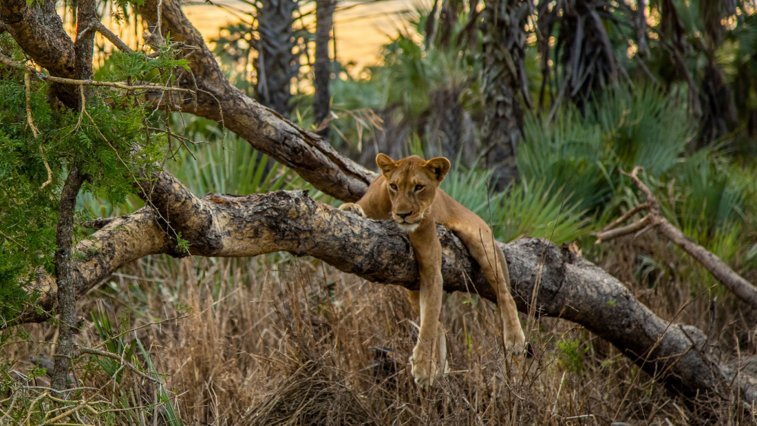 ゴロンゴーザ国立公園の木の上に寝そべるライオン/Gorongosa Media