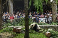 米国立動物園のジャイアントパンダ、中国に返還　５０年以上続いたパンダ外交の「休止」