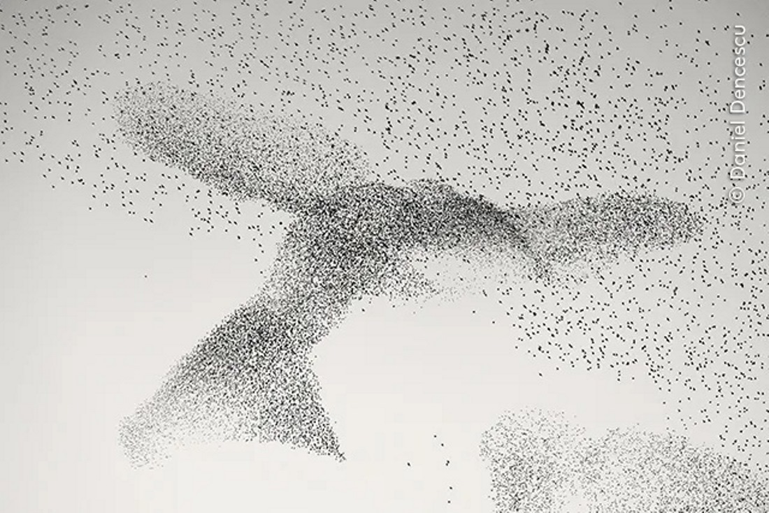 伊ローマの上空に、巨大な鳥のような影を浮かび上がらせるムクドリの大群/Daniel Dencescu/Wildlife Photographer of the Year