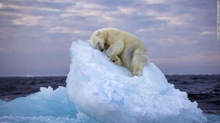 氷山の上でまどろむホッキョクグマを捉えた写真「氷のベッド」が一般投票で大賞を受賞