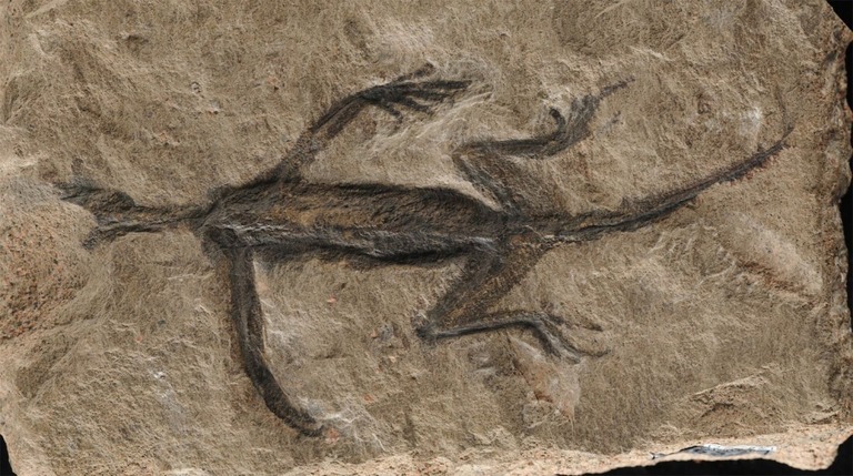 １９３１年に発見された古代の爬虫類の化石と見られていたものが作り物だったことが分かった/Valentina Rossi