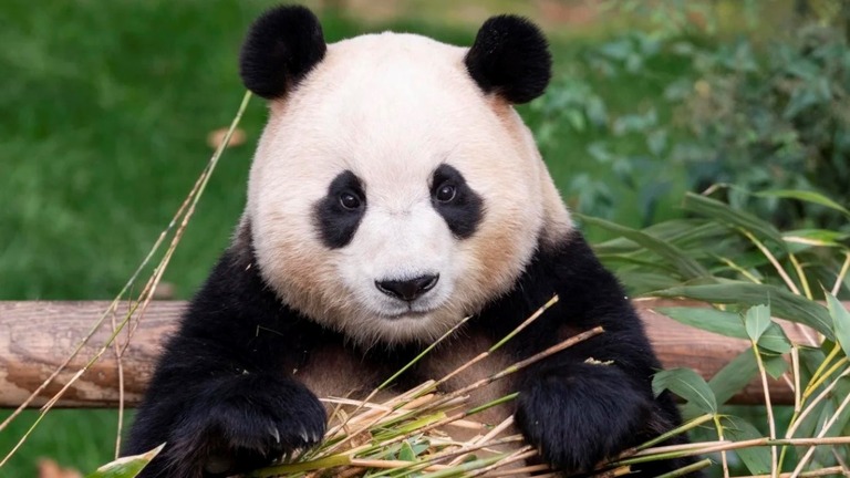 韓国の動物園で人気者となったパンダの「福宝（フーバオ）」が中国へ引き渡される/Courtesy Everland