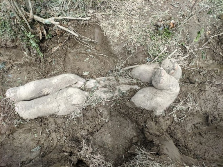 アジアゾウの埋葬が確認されたのは今回が初めて/Kaswan and Roy via CNN Newsource