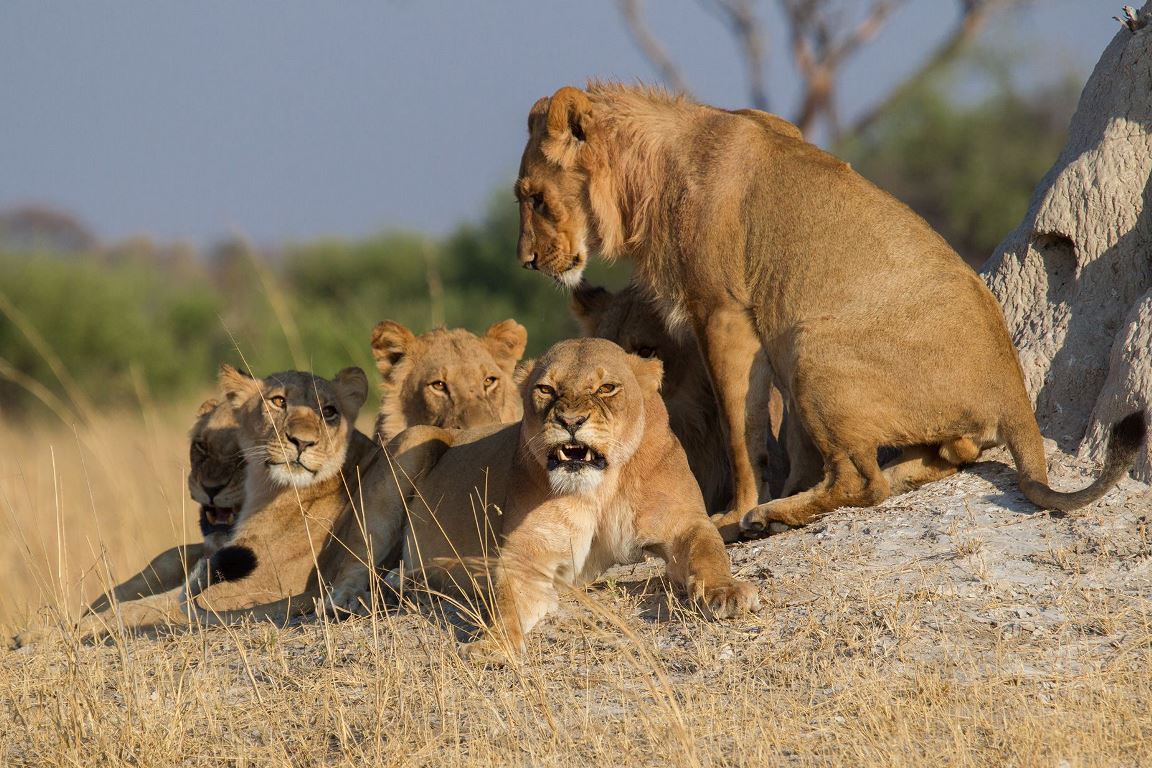 雌ライオンのグループのそばに立つ若い雄ライオン。群れで過ごすライオンに刺激を与えることは禁物だ/Robert Muckley/Moment RF/Getty Images