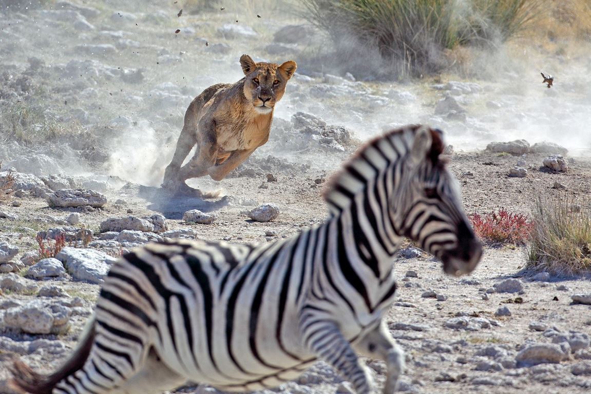 ナミビアの国立公園でシマウマを狩る雌ライオン/MogensTrolle/iStockphoto/Getty Images