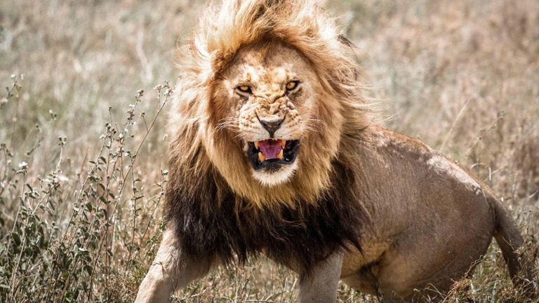 アフリカの原野でライオンに出くわした時の適切な対処法を専門家が指南/marth/Alamy Stock Photo