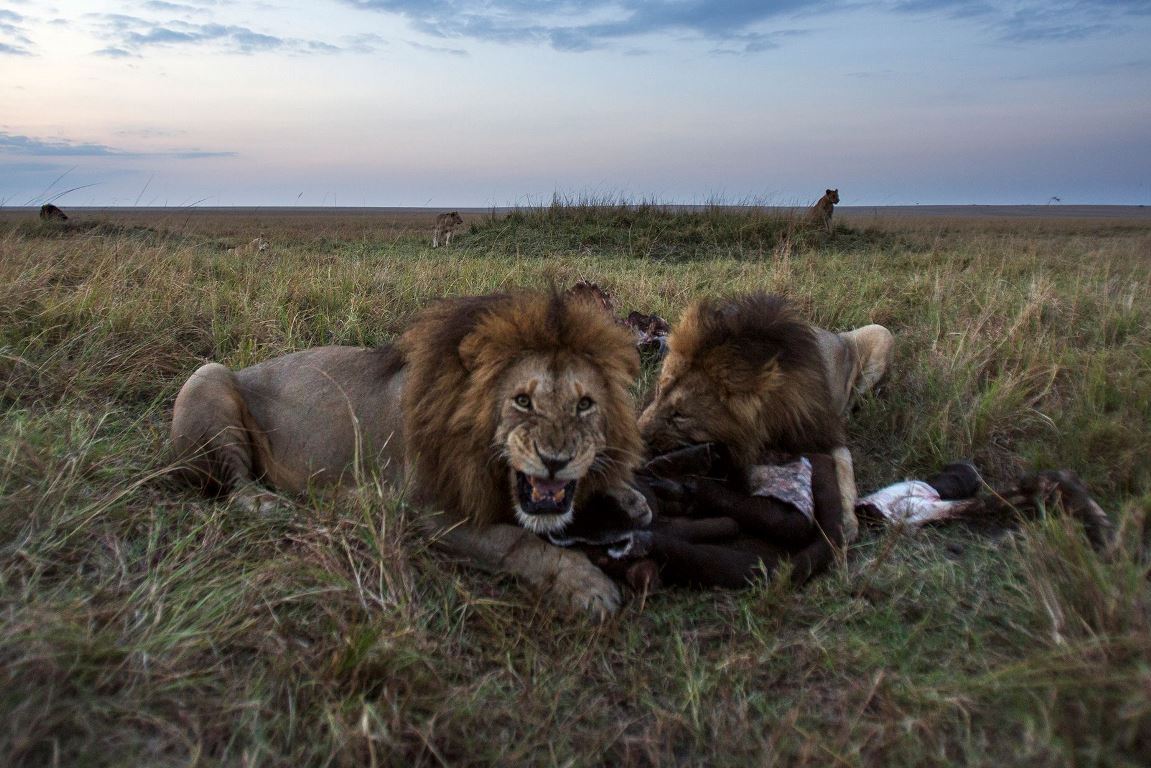 ケニアのマサイマラ国立保護区で獲物を捕食するライオン/Anup Shah/Stone RF/Getty Images