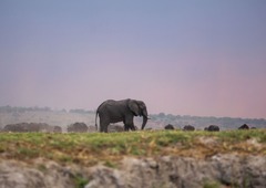 「ゾウ２万頭をドイツに送る」　狩猟標本輸出めぐりボツワナ大統領が「脅し」