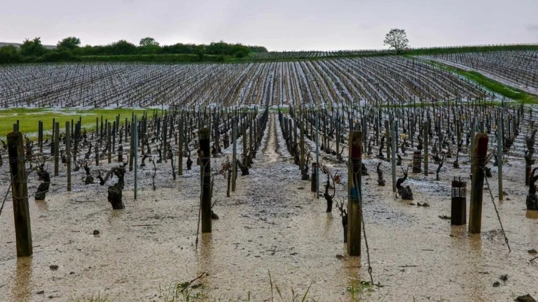 ひょうによる壊滅的な被害を受けた後のワイン園/Jérémy Faillat
